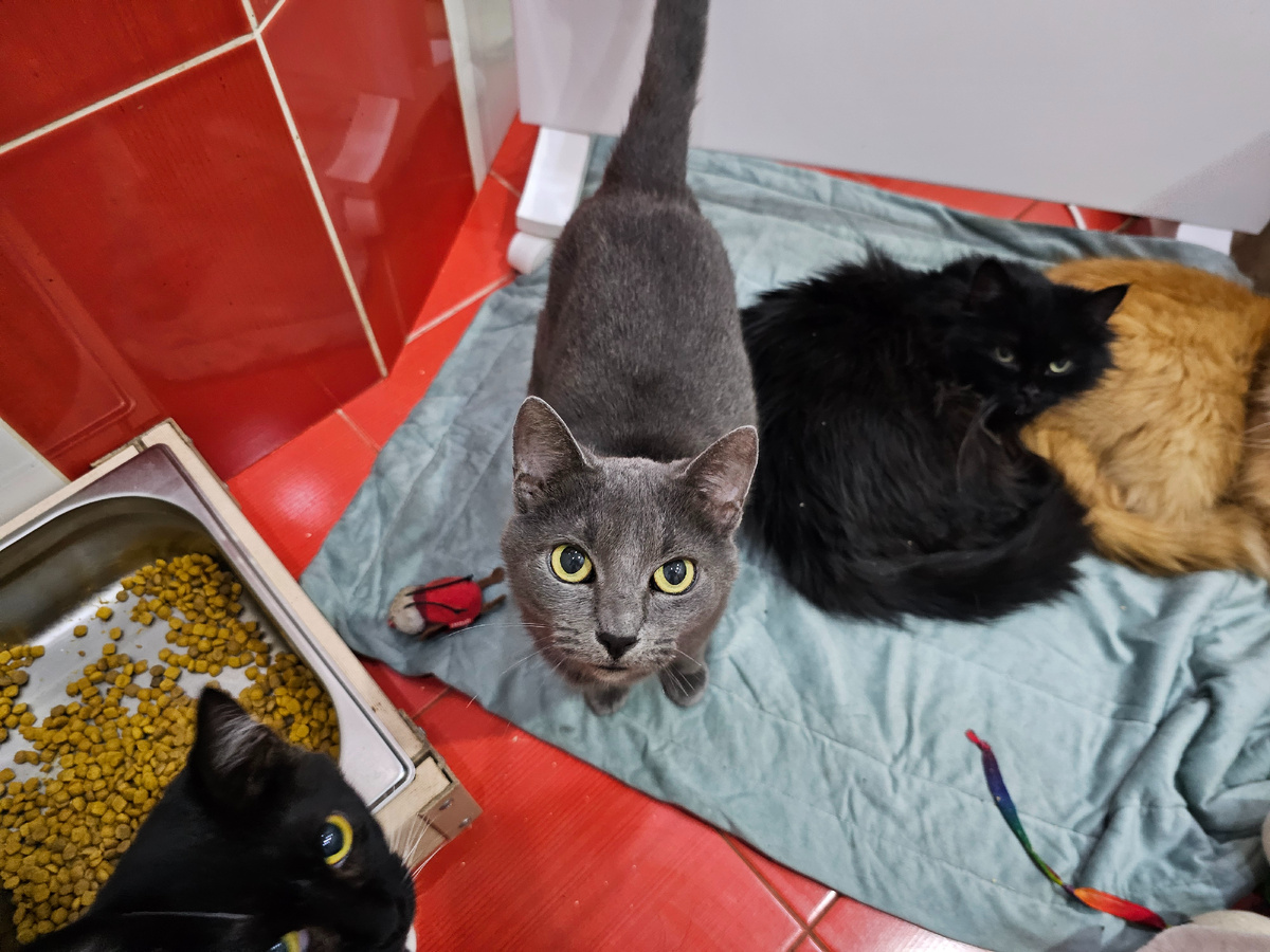 Фото автора. Шеба.