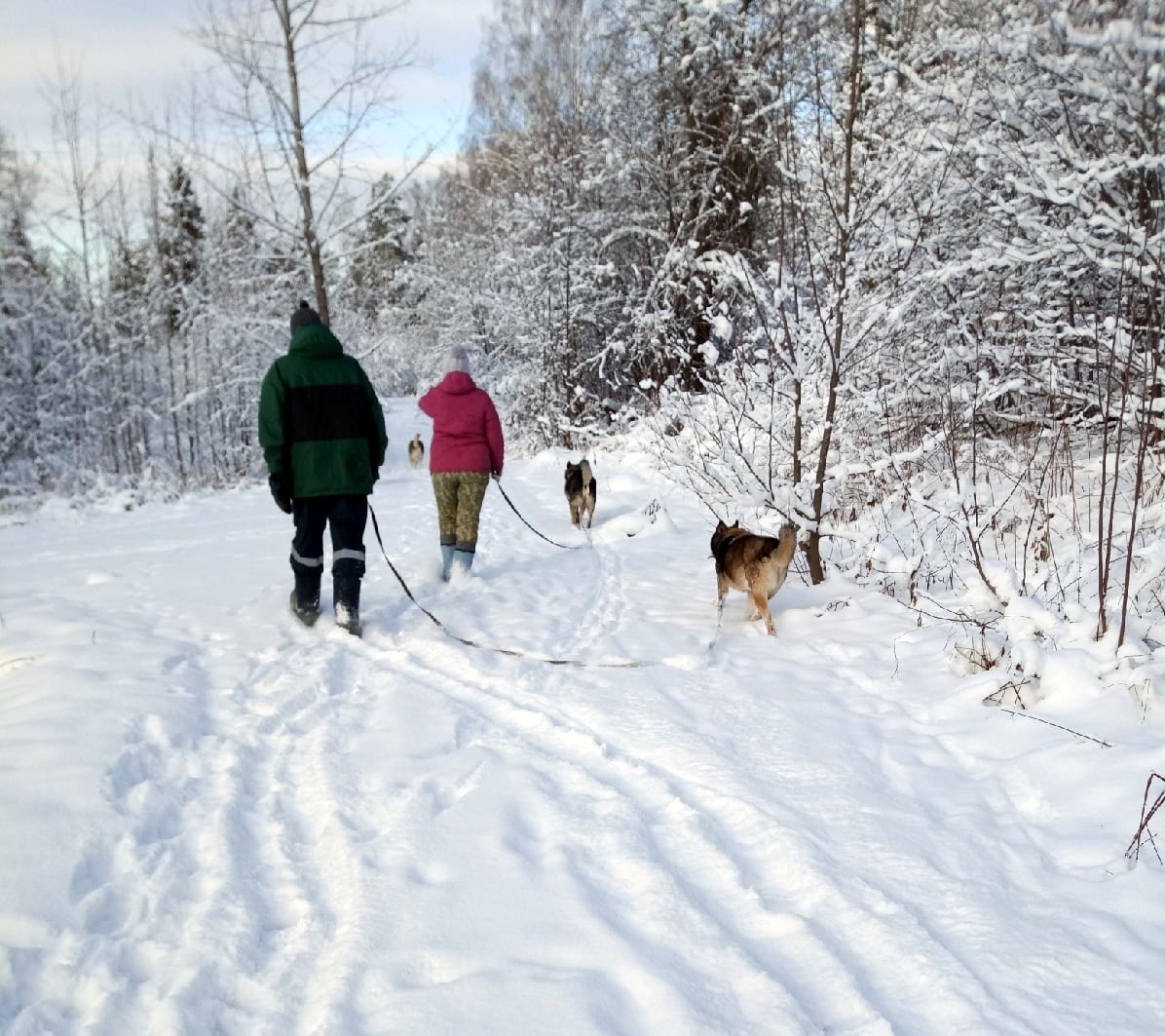 Волонтеры с удовольствием гуляют с пушистыми друзьями по снежному царству