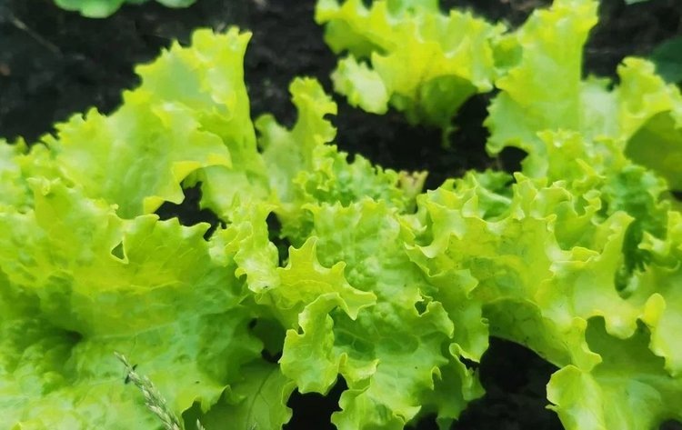    Растения обладают молекулярным комплексом глушителей различных патогенов на листьях