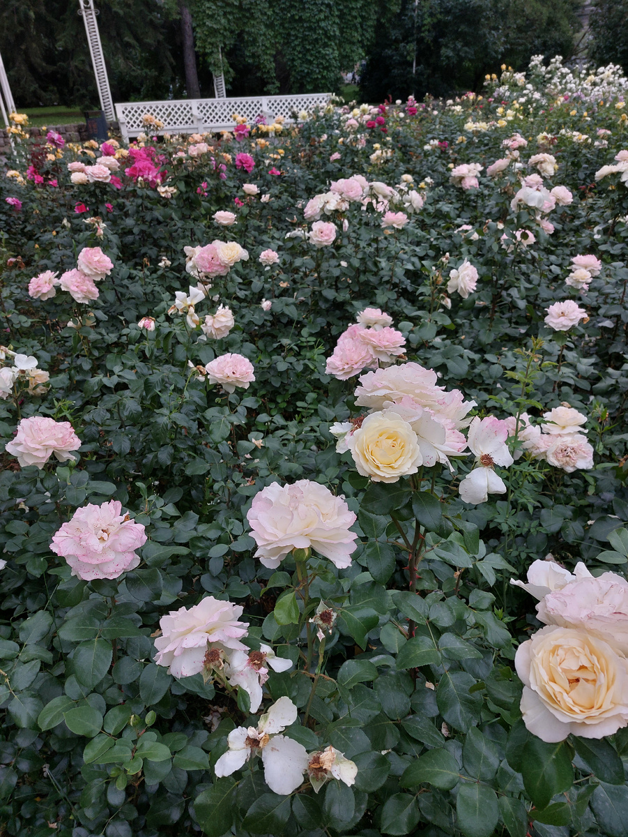 Вот такие розы в парке Горького в Москве