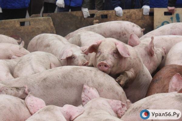    В двух районах Оренбуржья ввели карантин из-за африканской чумы свиней
