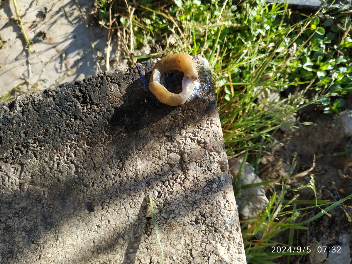 Ряды врага ждёт пополнение