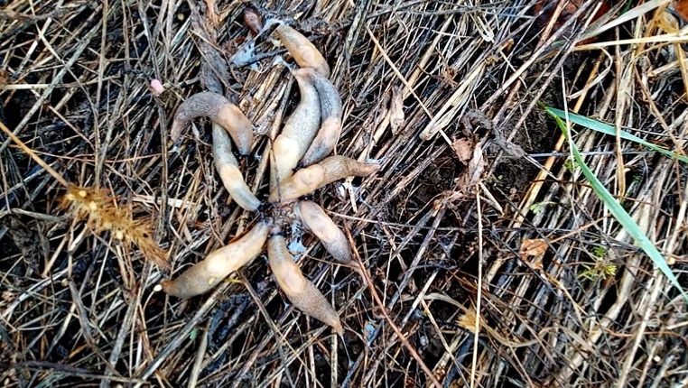 Завтрак хищников