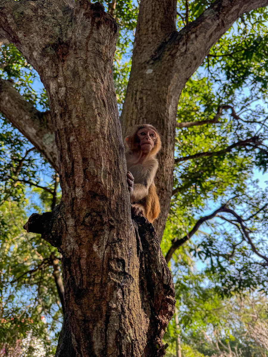 Остров обезьян в Хайнане