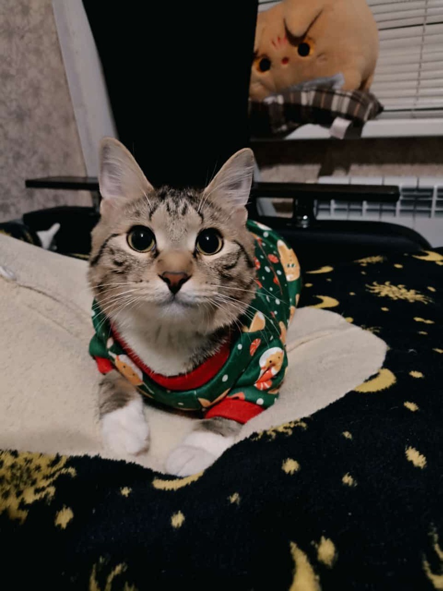 Новогоднее настроение Пряни