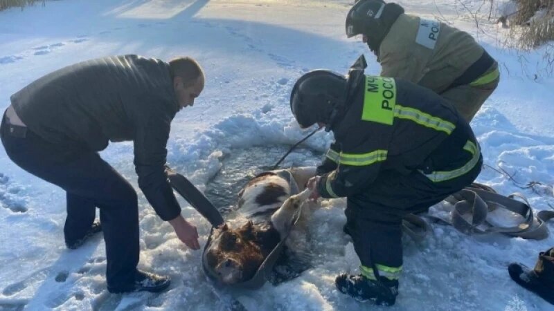     В Алтайском крае спасли корову, которая провалилась под лед Telegram-канал МЧС России