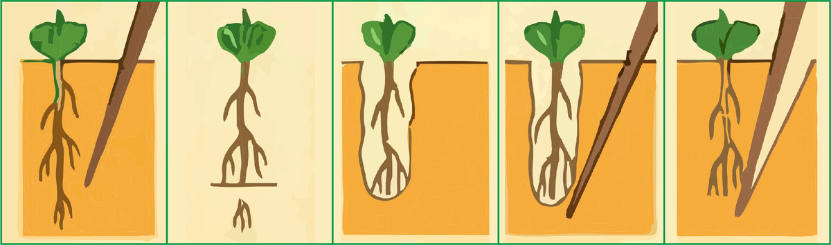 Этапы пикировки