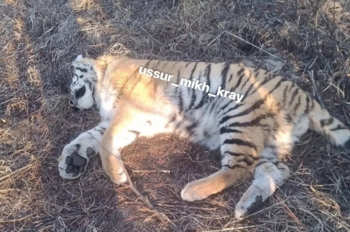    В Хасанском районе Приморья найден мёртвый амурский тигр