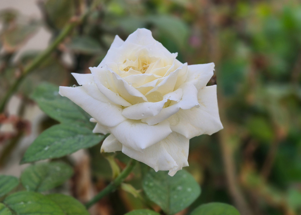 Моё фото. Вы уже наверное поняли, что не все фото связаны по смыслу с текстом, но мне очень хочется порадовать вашу душу красотой нашего прекрасного мира.