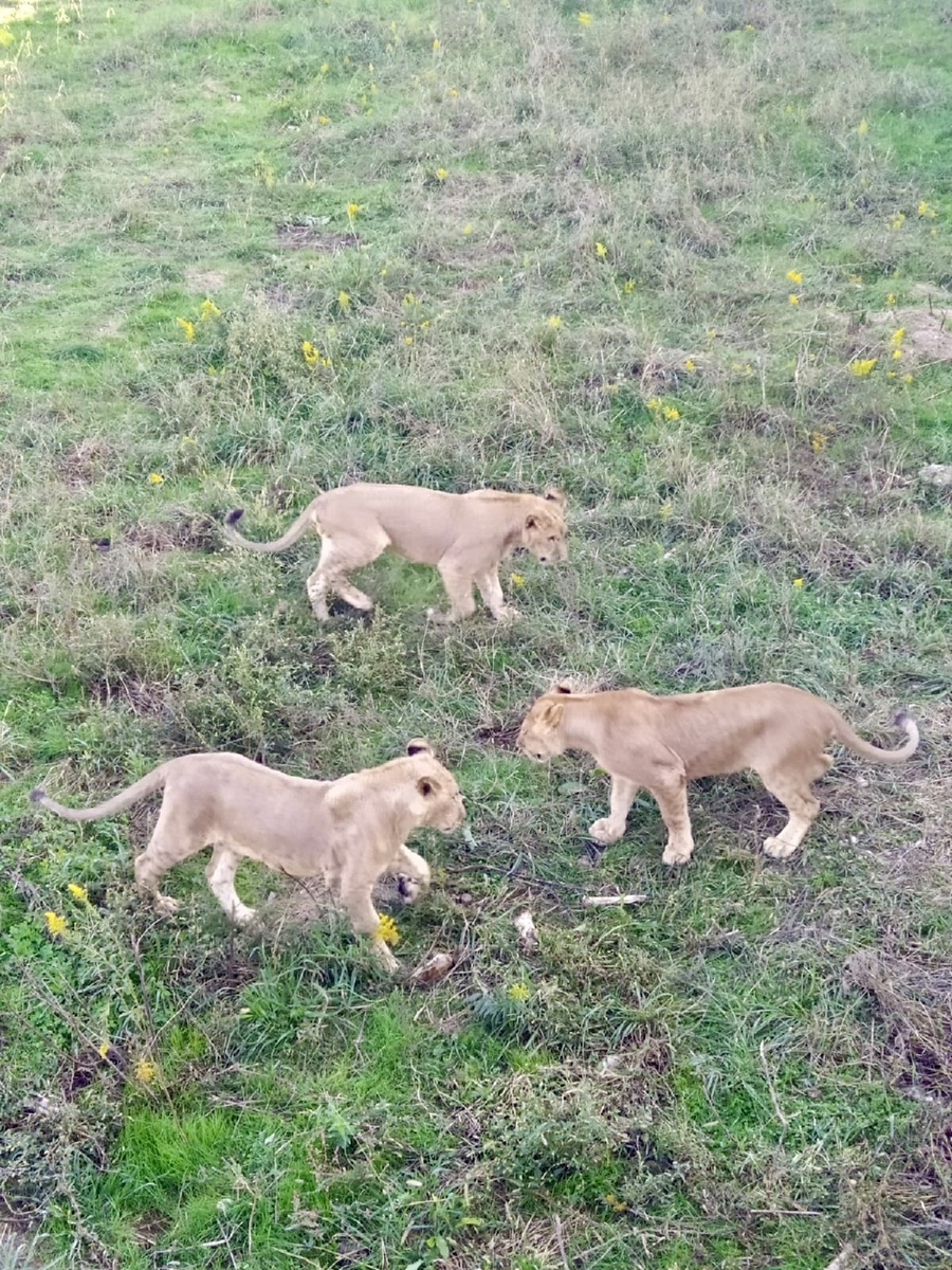 Львята не обращают внимание на постетителей