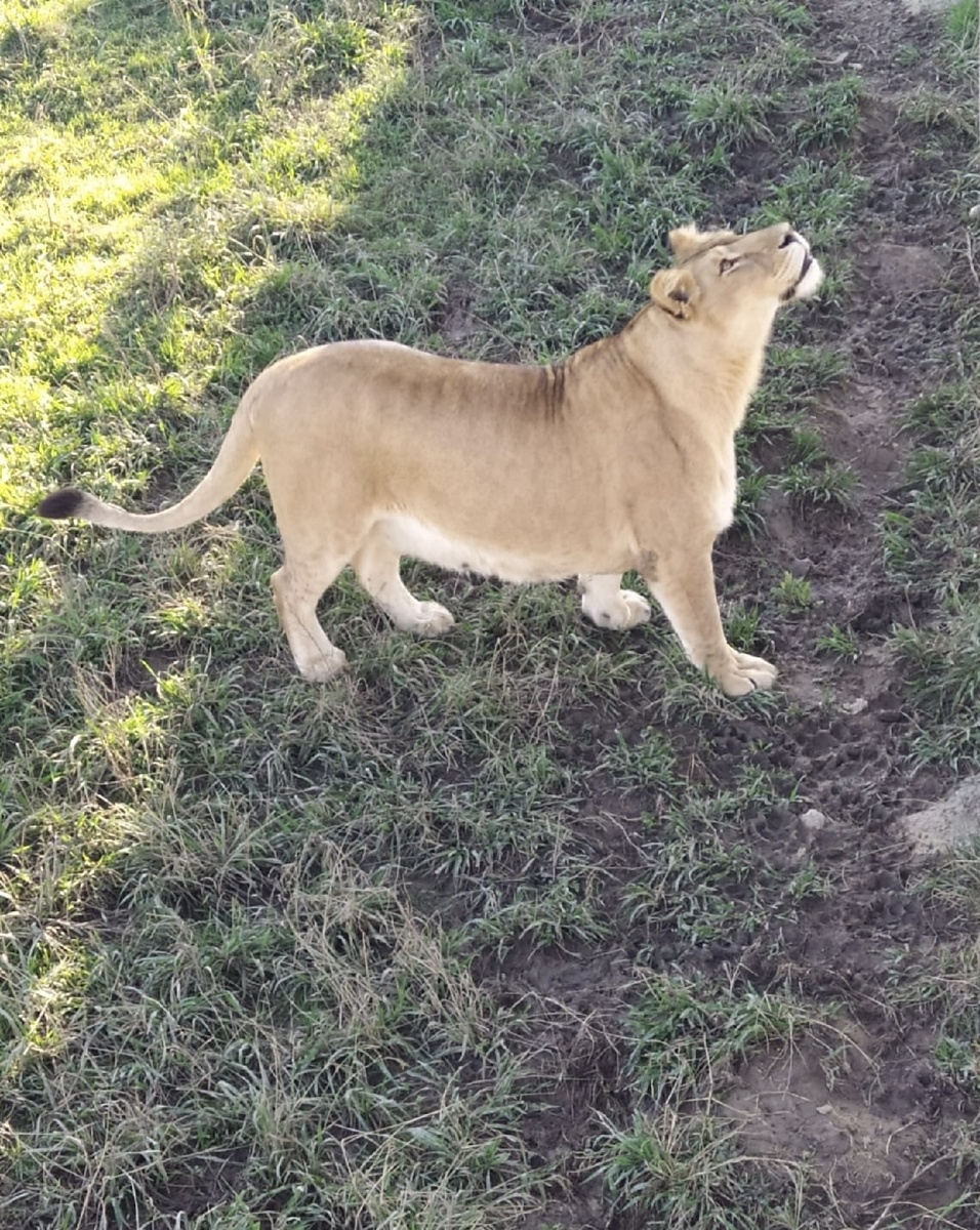 Мама-львица 