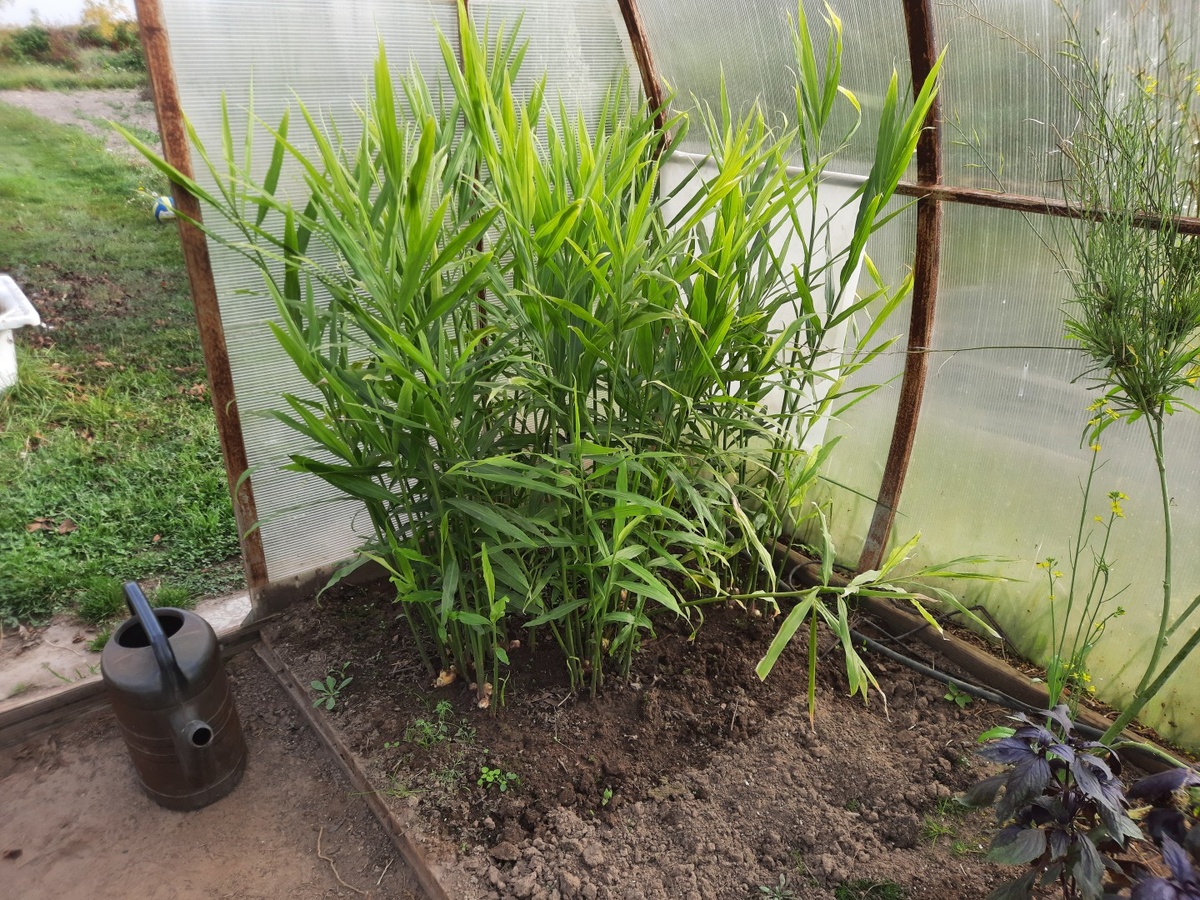 Это не у меня в теплице. Имбирь.