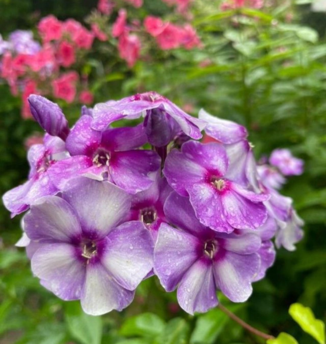 Вот какой он был, рос в тенечке