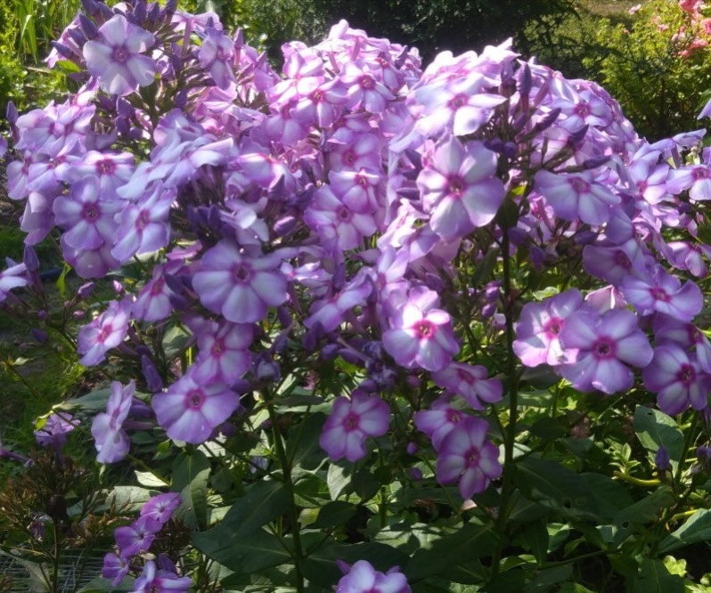 Вот как он разросся всего за год