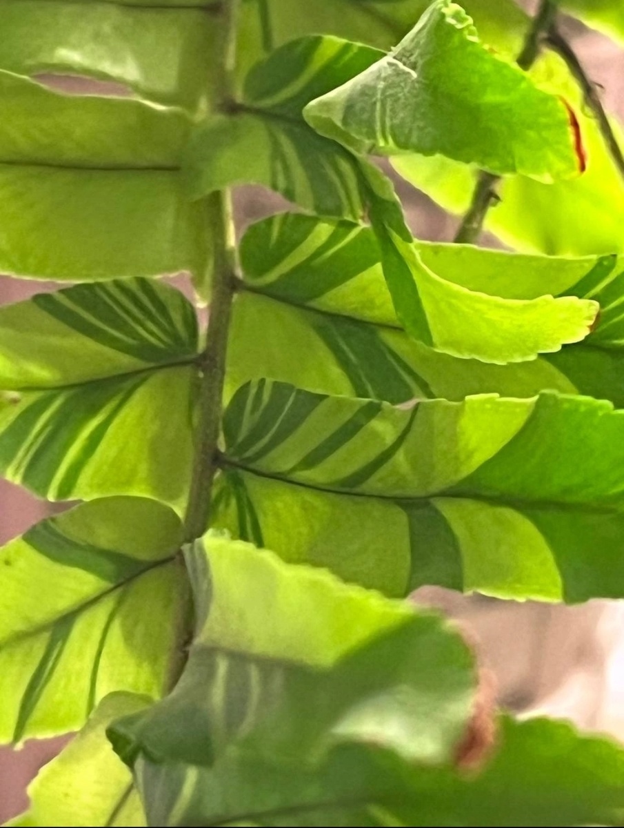 Тигр - полосатик 