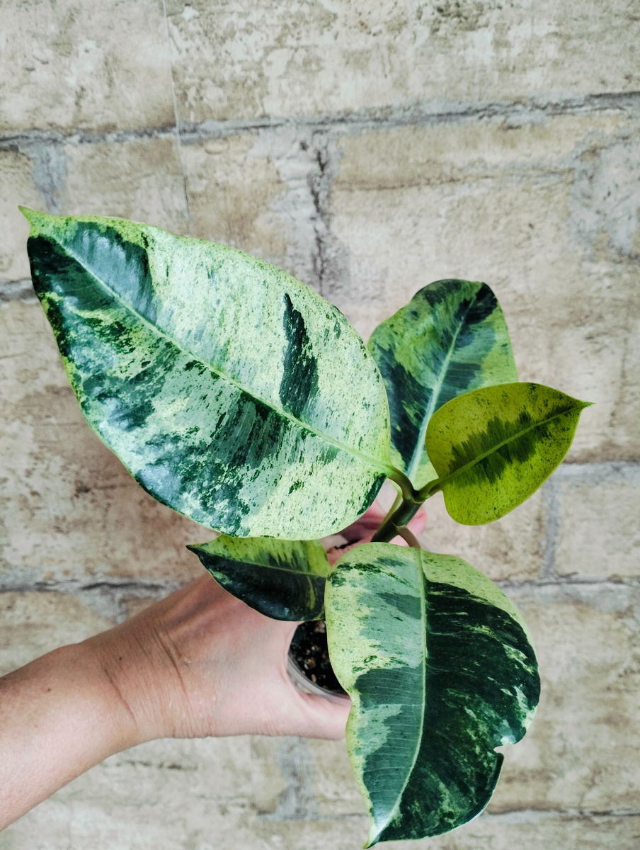 Про этот экземпляр веду речь