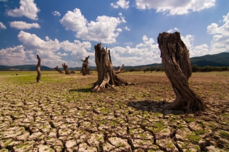    Аридизация. Засуха. Фото: REX