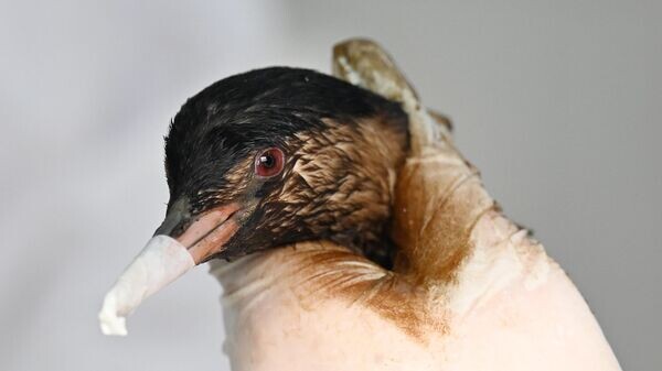    © РИА Новости . Алексей Майшев