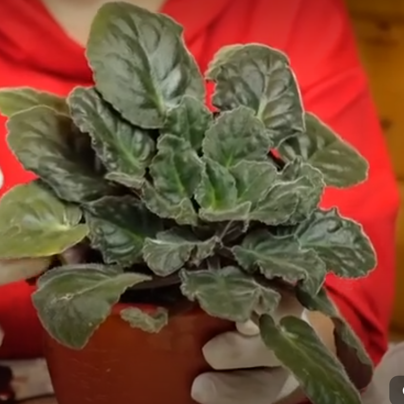 почему не цветут фиалки