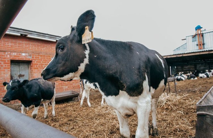    Что купили самозанятые в ЛПХ Чувашии на субсидии