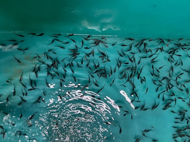 Авторское фото Солнечногорского рыбного завода