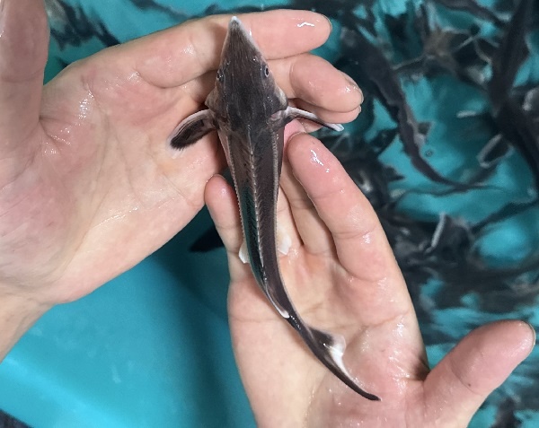 Авторское фото Солнечногорского рыбного завода