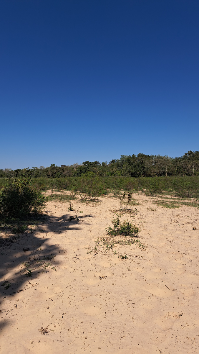 Автор фото: Юлия Кожевникова. Среда обитания броненосцев. Пантанал, Бразилия