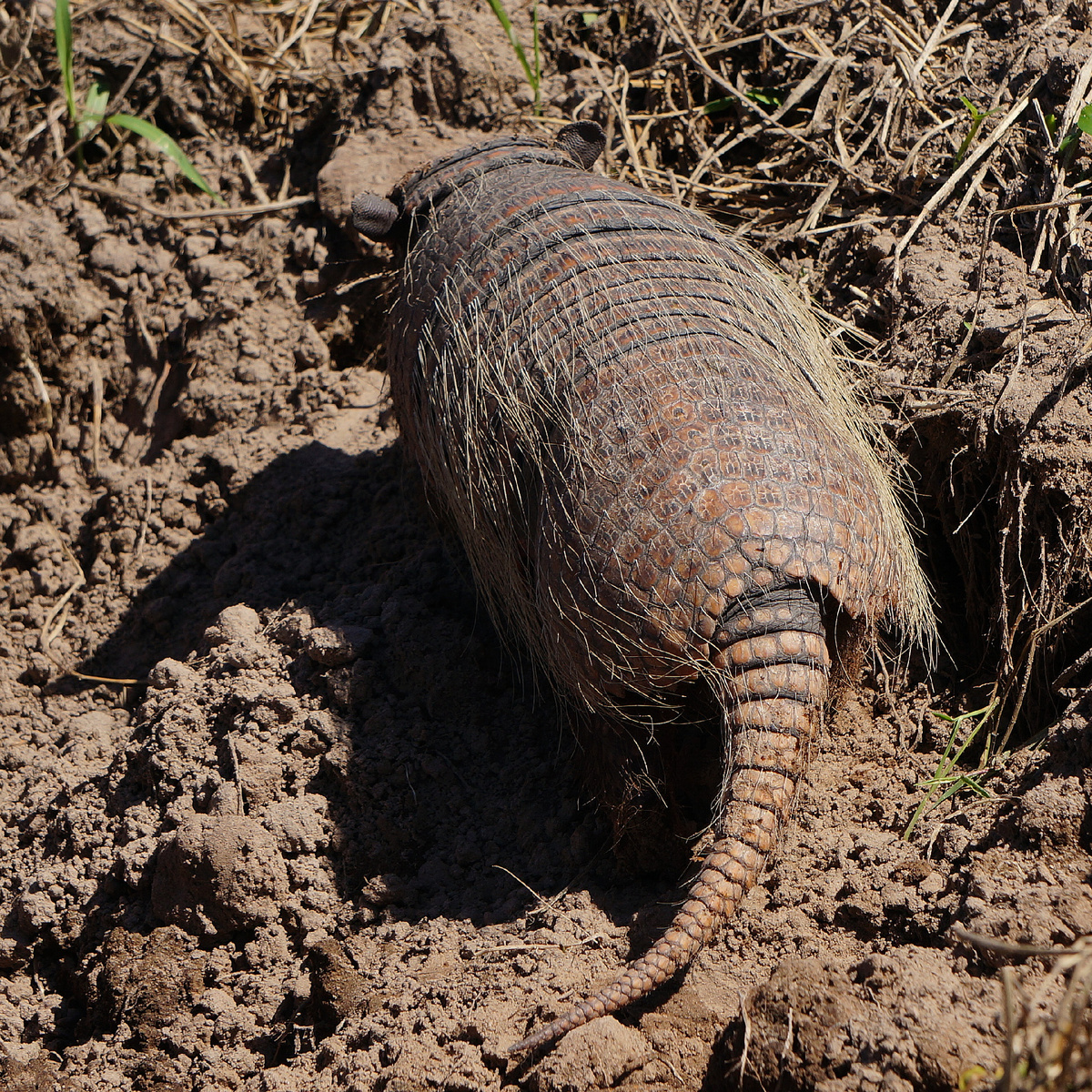Автор фото: Юлия Кожевникова. Броненосец вблизи - видны жёсткие щетинообразные волосы, покрывающие его тело. Пантанал, Бразилия.