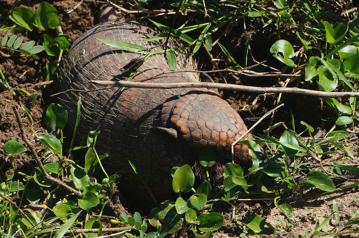 Автор фото: Юлия Кожевникова. Броненосец вблизи - видны жёсткие щетинообразные волосы, покрывающие его тело. Пантанал, Бразилия.