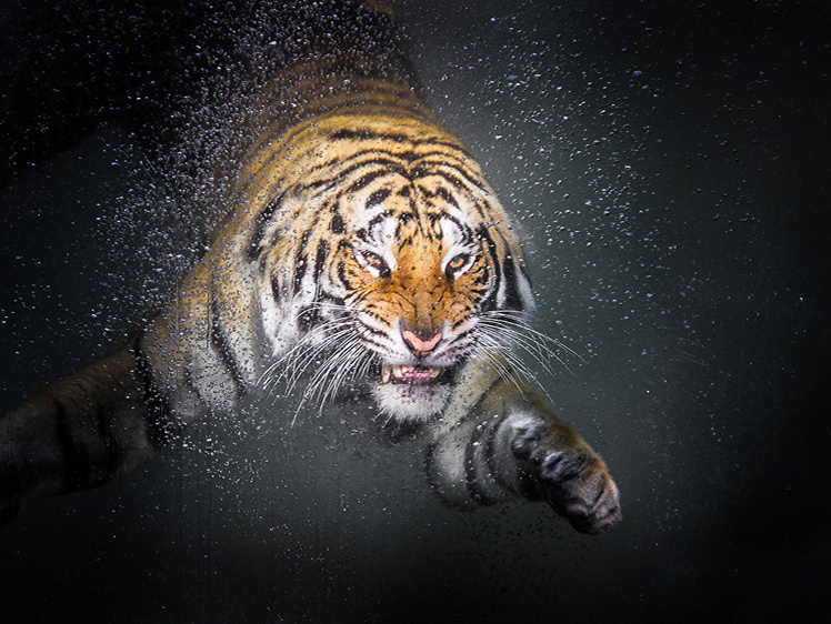     Фото: 1zoom.ru