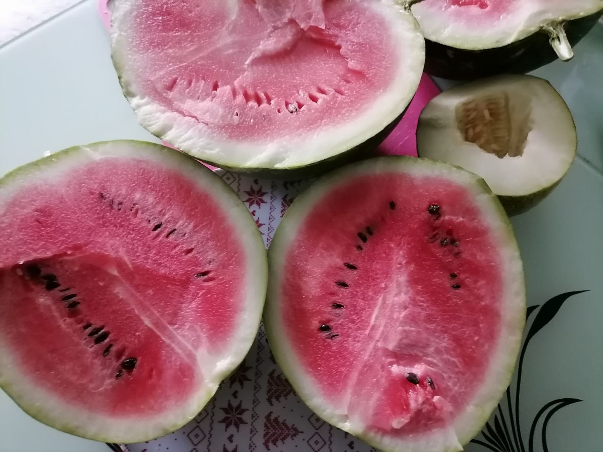 Арбузы вырастают по 4-5 кг, а дыни всегда мелкие, фото автора