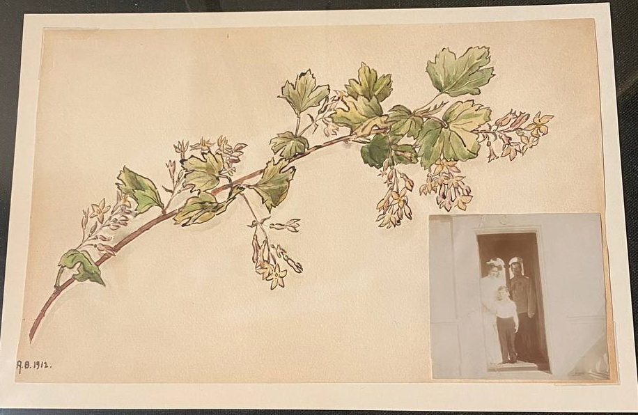  Лист из  фотоальбома. Ветка барбариса.