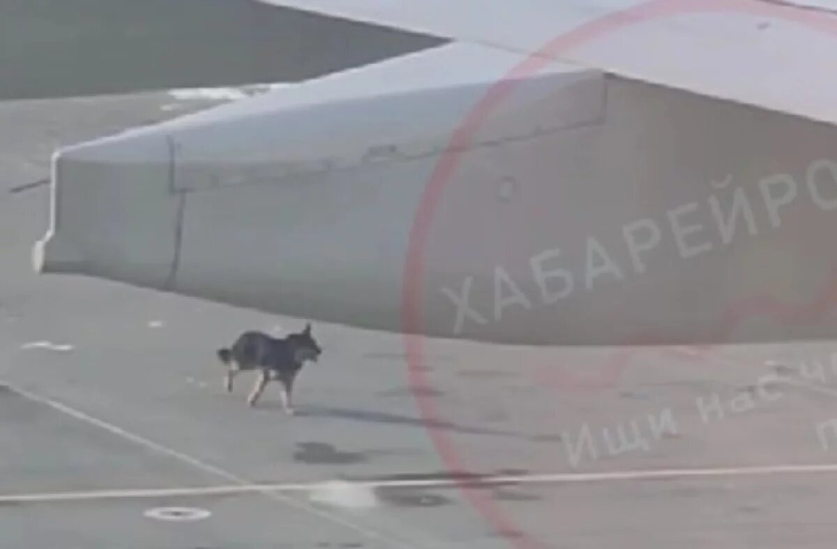    Собака, летевшая в Москву, устроила переполох в аэропорту Хабаровска