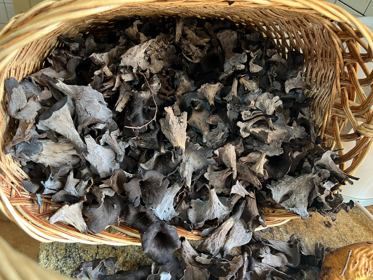 Фото Лидии Бам ("Книга Грибов") Урожай черных лисичек ( Вороночник рожковидный)