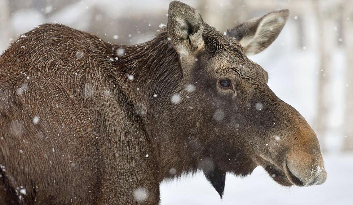    Лось. Источник: mos.ru Автор фото: Пресс-служба Мэра и Правительства Москвы