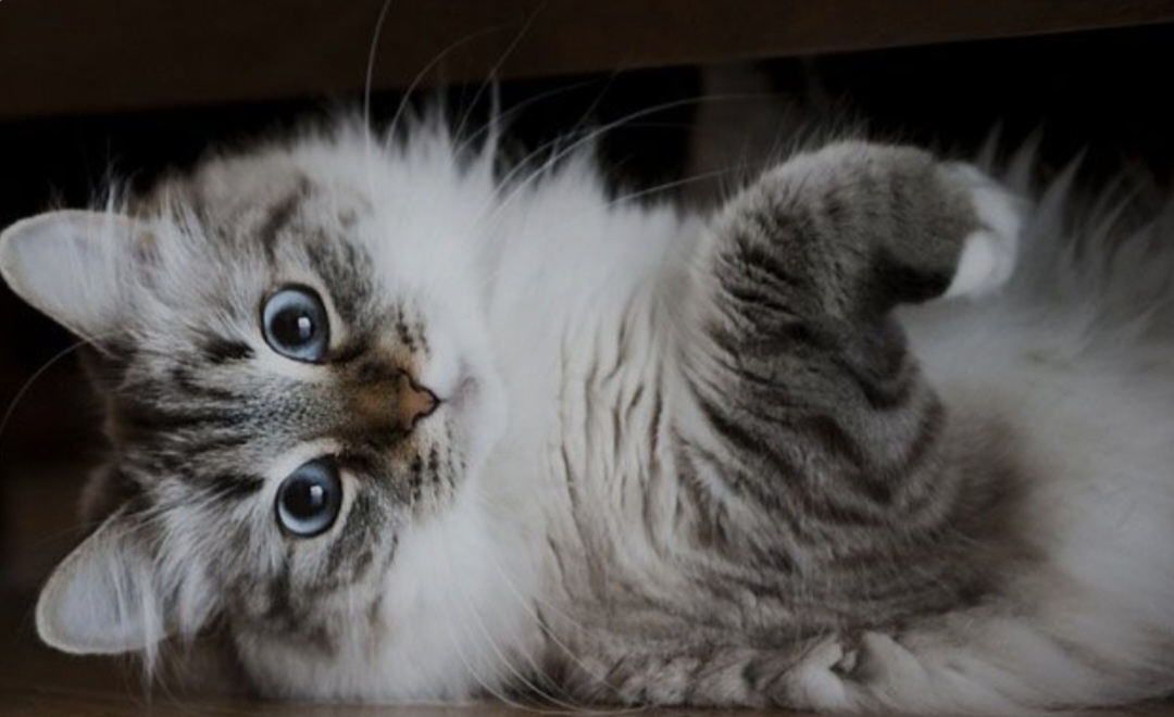 1. КошкиКошки — одни из самых популярных домашних животных благодаря своей независимости и легкости в уходе. Они часто становятся членами семьи, живя в квартирах и домах по всему миру.