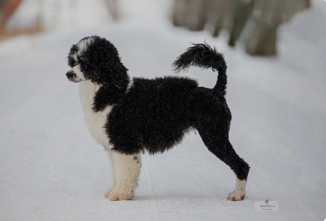 2. СобакиСобаки — верные спутники людей. Они отличаются разнообразием пород, размеров и темпераментов, что делает их подходящими для разных типов людей и условий жизни. Собаки популярны как для защиты, так и для компании.