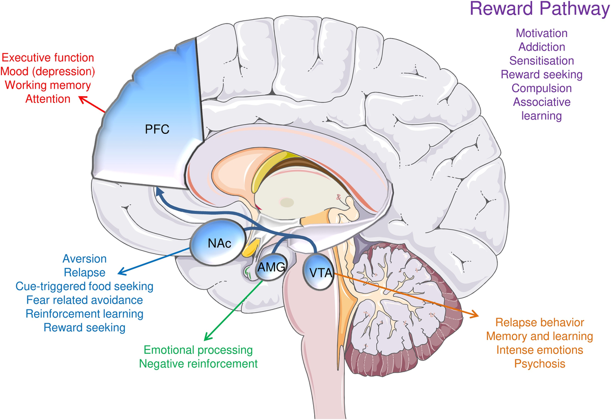 Фиг. 1. Тропа поощрения, охватывающая мезокортиколимбическое распределение дофаминергических нейронов. Нервные регионы пути вознаграждения включают в себя префронтальную кору головного мозга (PFC), миндалевидную область (AMG), вентральную тегментную область (VTA) и ядро аккумбена (NAc). Каждая анатомическая область модулирует индивидуальные модели поведения и способствует общим моделям поведения через перекрестную связь. Показанные регионы и перечисленные модели поведения совпадают между мозгами человека и грызунов (Белин и Далли, 2012).