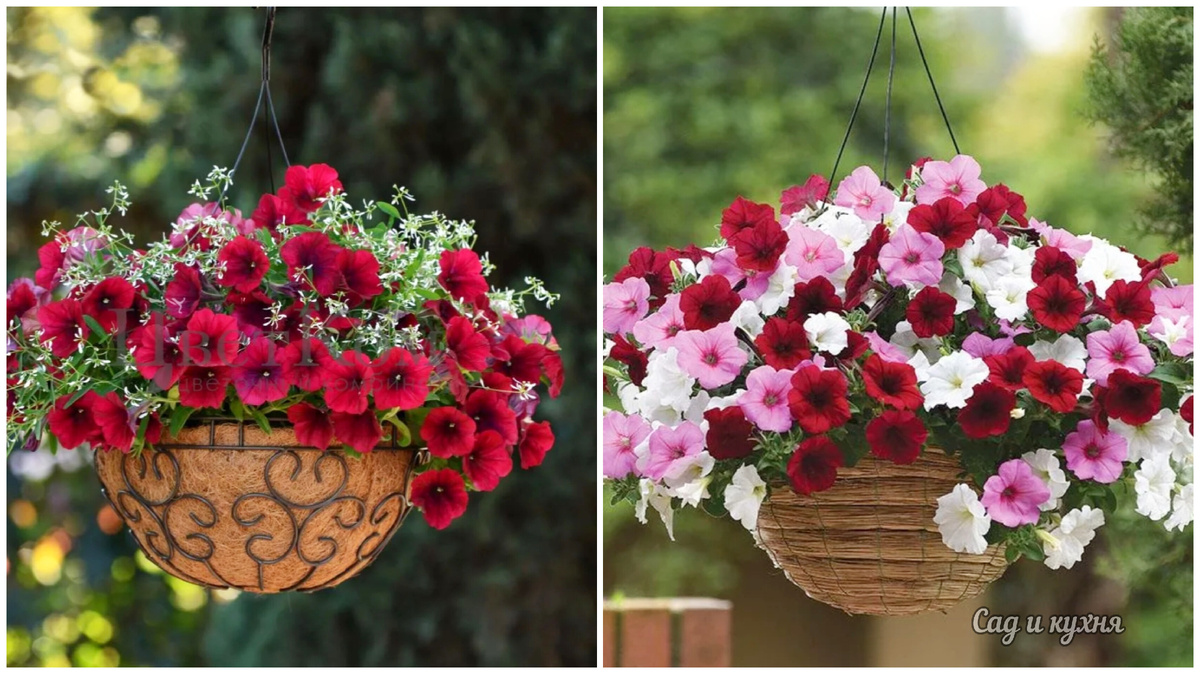 Петуния в кашпо.