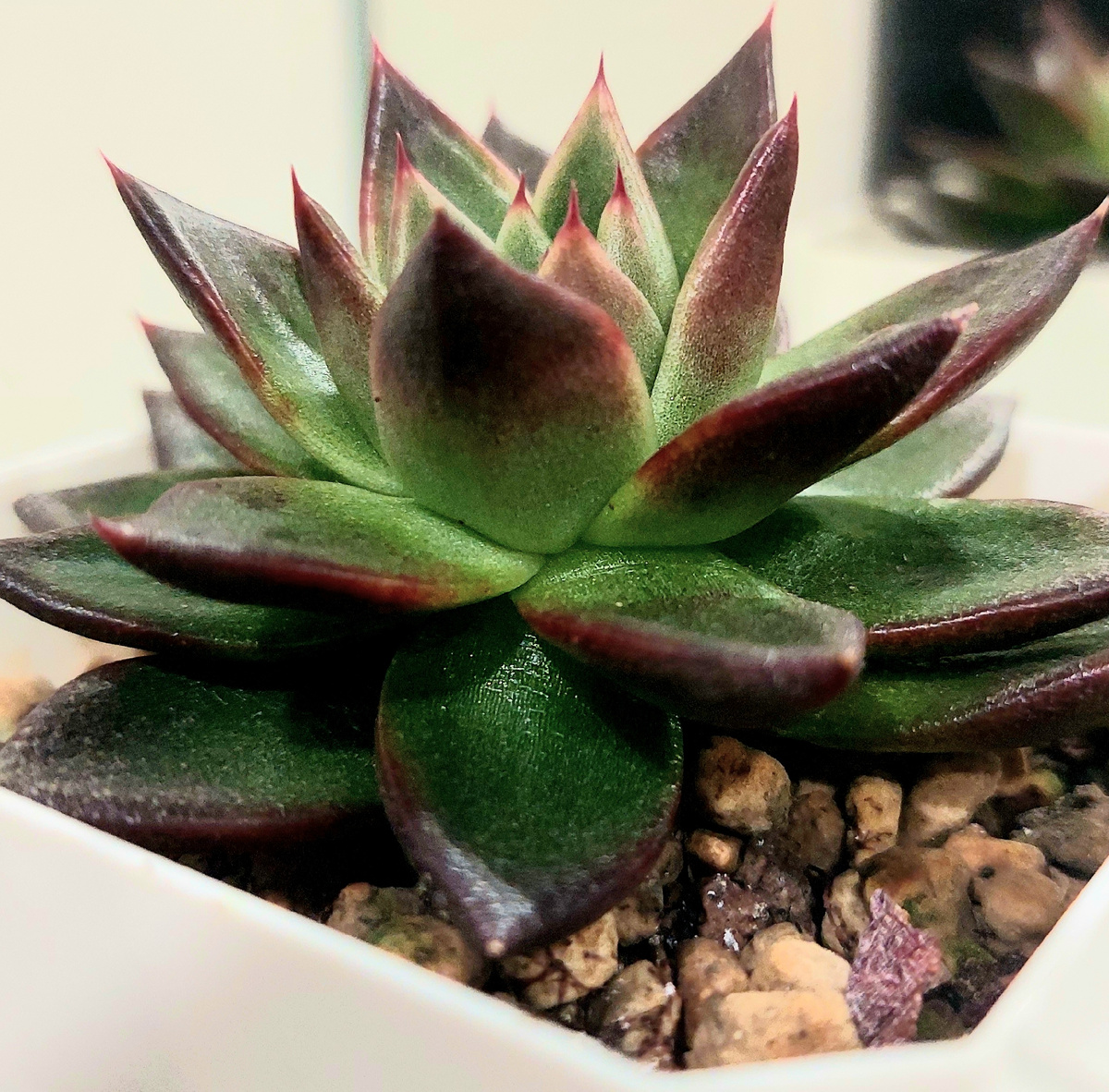 Эхиверия Миранда 