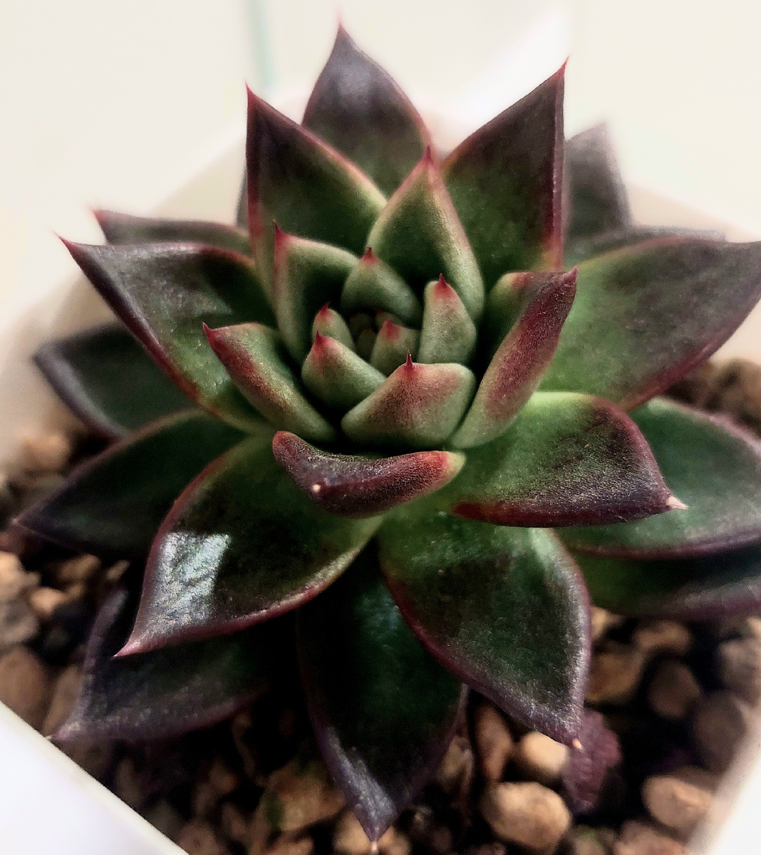 Эхиверия Миранда с другого ракурса 