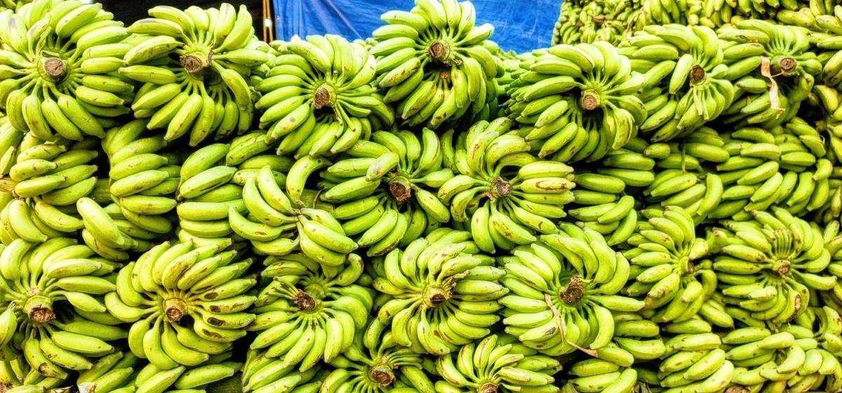 Обилие бананов 