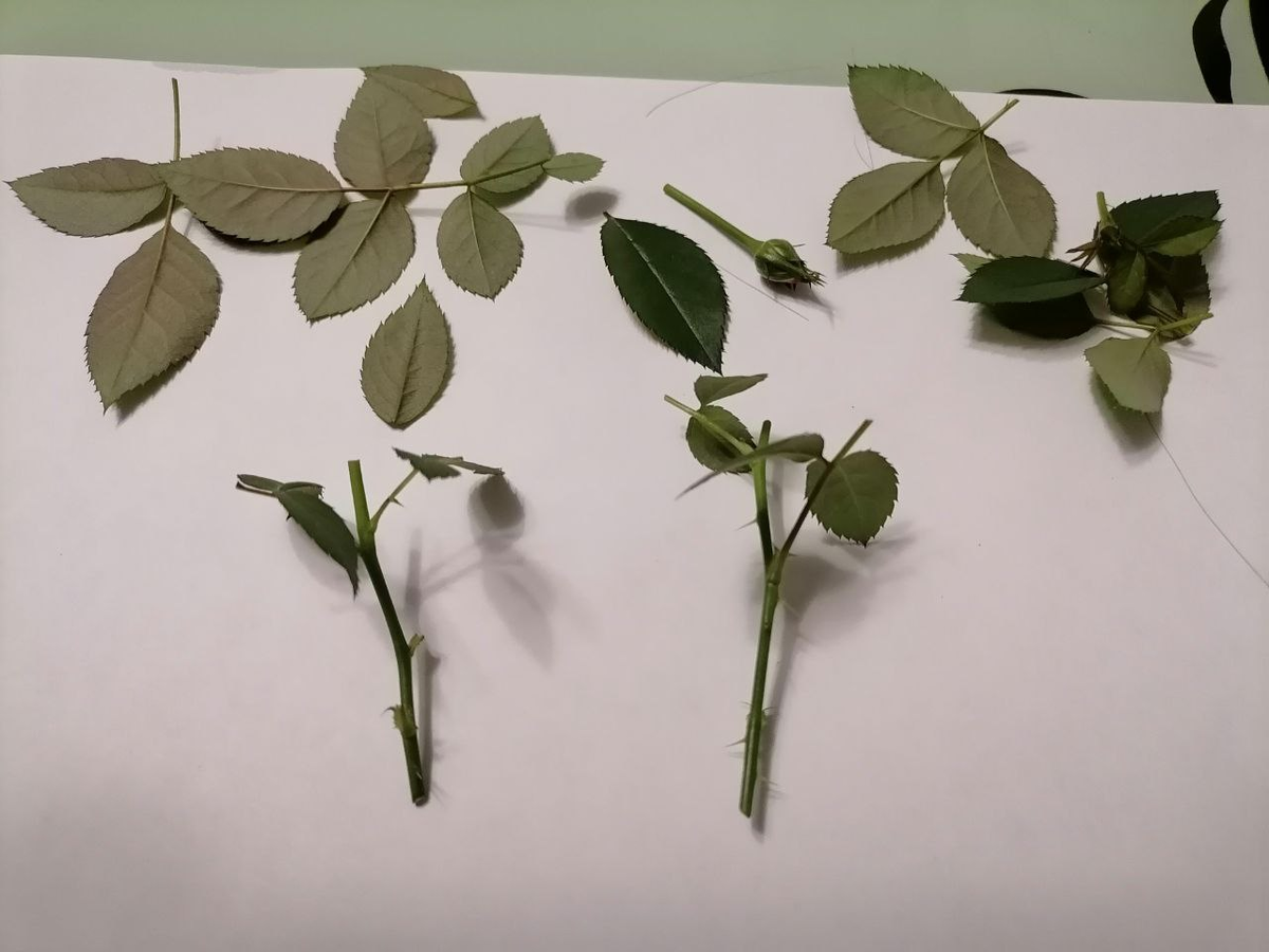 Черенки нарезаю с верхней, тонкой части цветоноса, до раскрытия бутона, фото автора