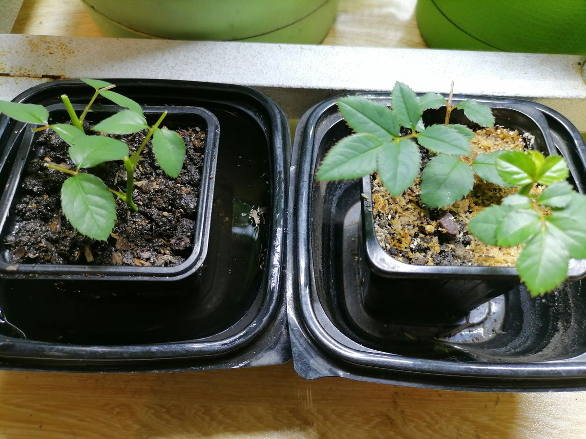 Справа черенки пошли в рост, слева только посажены, фото автора