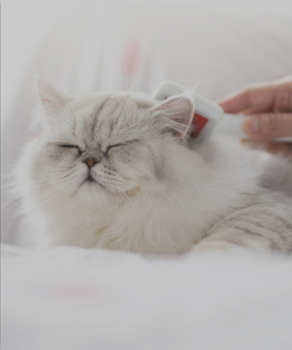 2. Легкость в уходеКошки не нуждаются в регулярных прогулках на улице (как собаки), что делает их удобными питомцами для владельцев, которые живут в городских условиях или не могут часто выходить на улицу.Они также довольно чистоплотны и обычно ухаживают за своей шерстью самостоятельно, что облегчает уход.