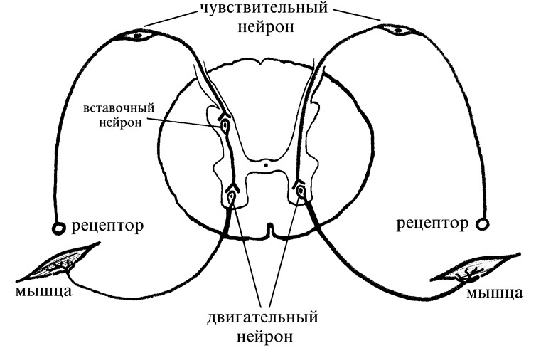 Рефлекторная дуга безусловного рефлекса