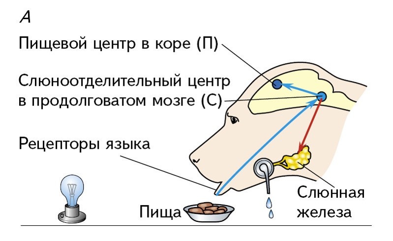 Безусловный рефлекс на пищу