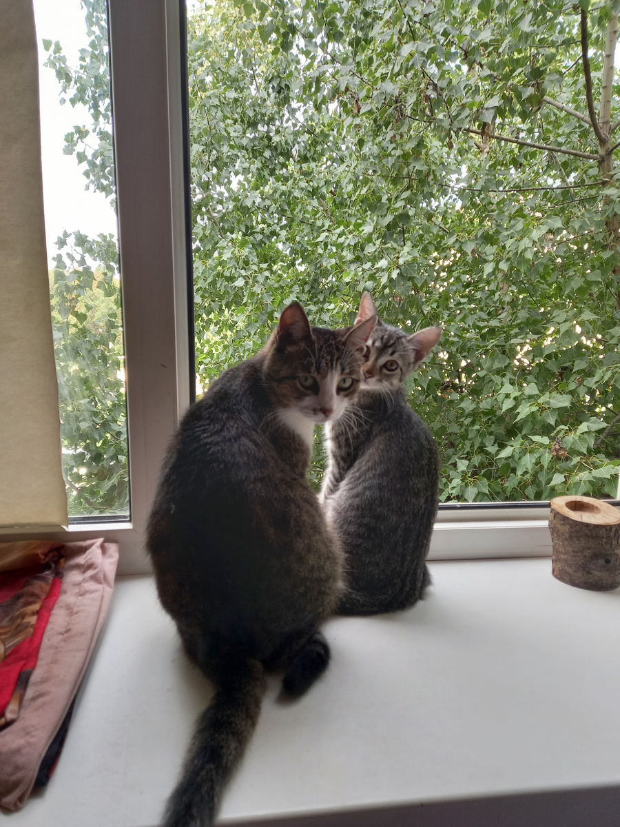 Мои любимые  кошки Креветка и Салфетка. 