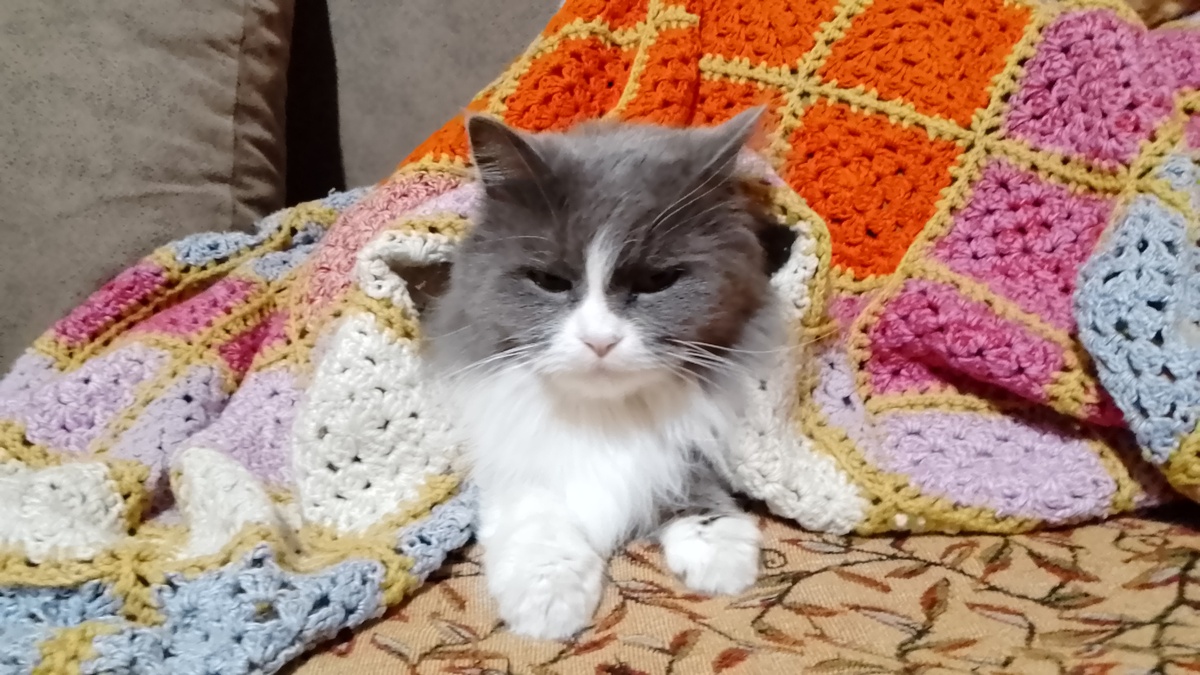 Нюся редко под плед забирается.