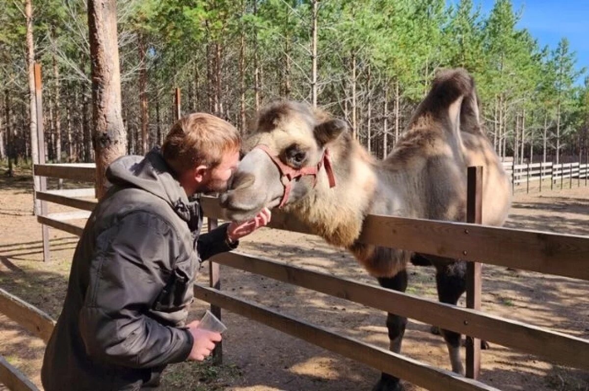    Гнездо для альпака и верблюдов.